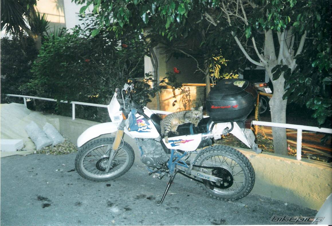 1998 SUZUKI DR 200 | Picture 457860 motorcycle photo