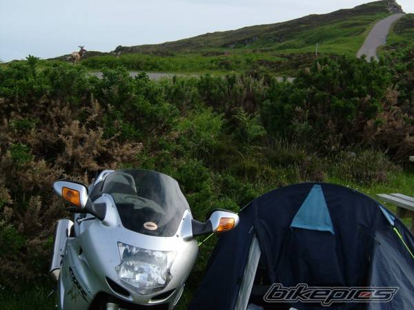2004 HONDA CBR 1100 BLACKBIRD | Picture 550928 motorcycle photo