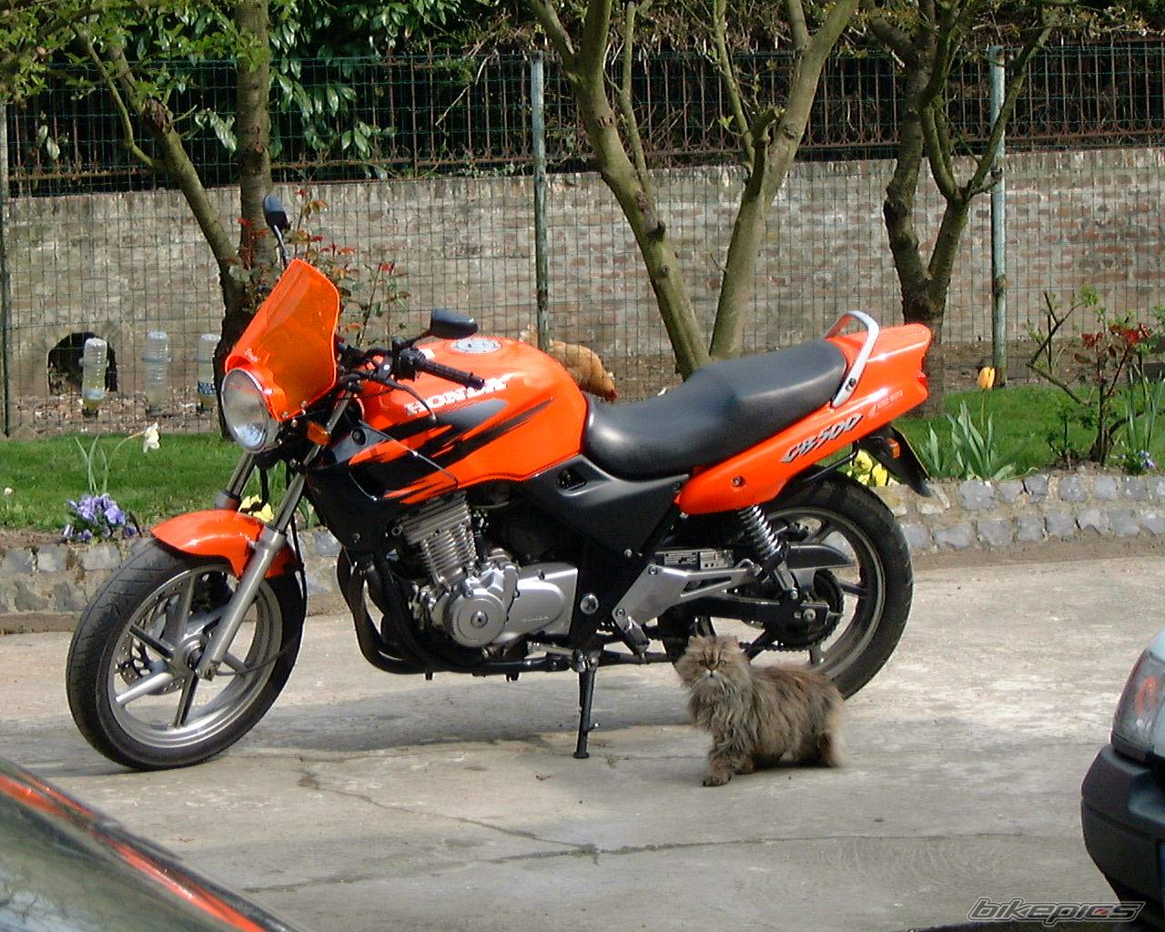 1999 HONDA CB 500 | Picture 55309 motorcycle photo