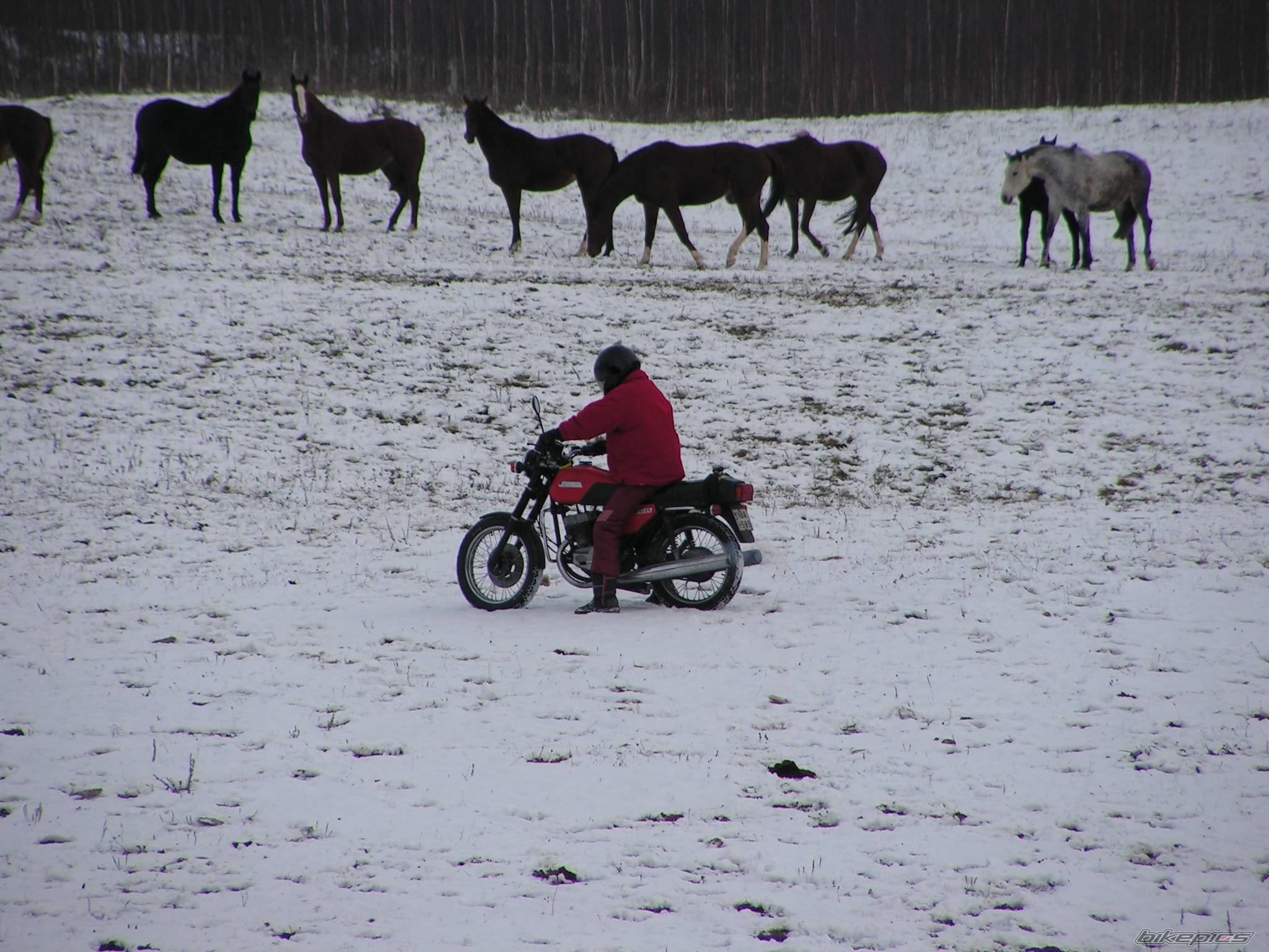 1989 JAWA TS 350 TWIN SPORT | Picture 569239 motorcycle photo