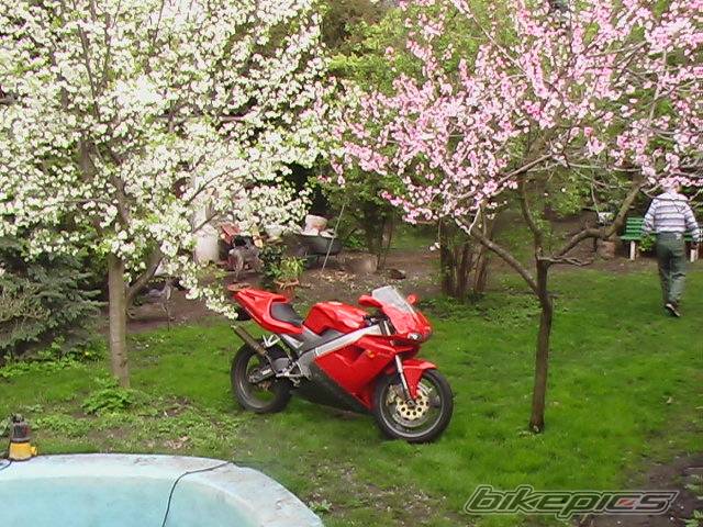 1994 CAGIVA MITO 125 | Picture 569421 motorcycle photo
