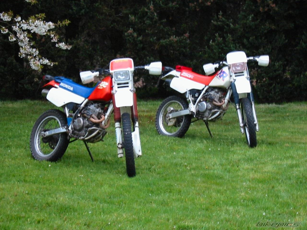 1988 HONDA XR 250 | Picture 57410 motorcycle photo