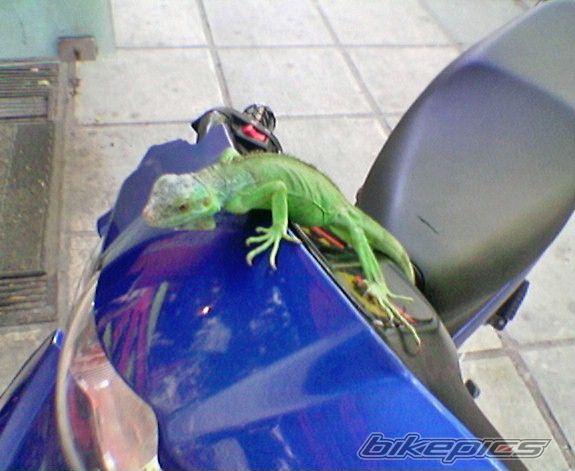 2006 MODENAS DYNAMIC 125 | Picture 632477 motorcycle photo