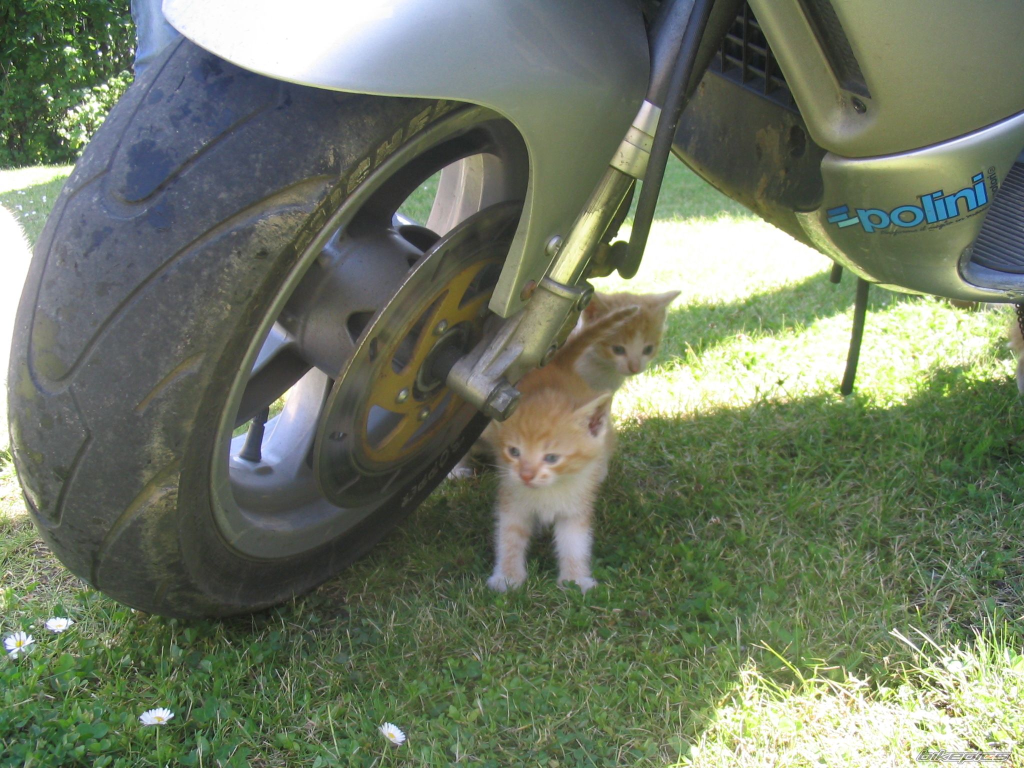 2001 GILERA RUNNER 50 | Picture 639419 motorcycle photo