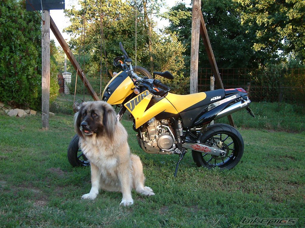 2004 KTM DUKE II | Picture 657470 motorcycle photo