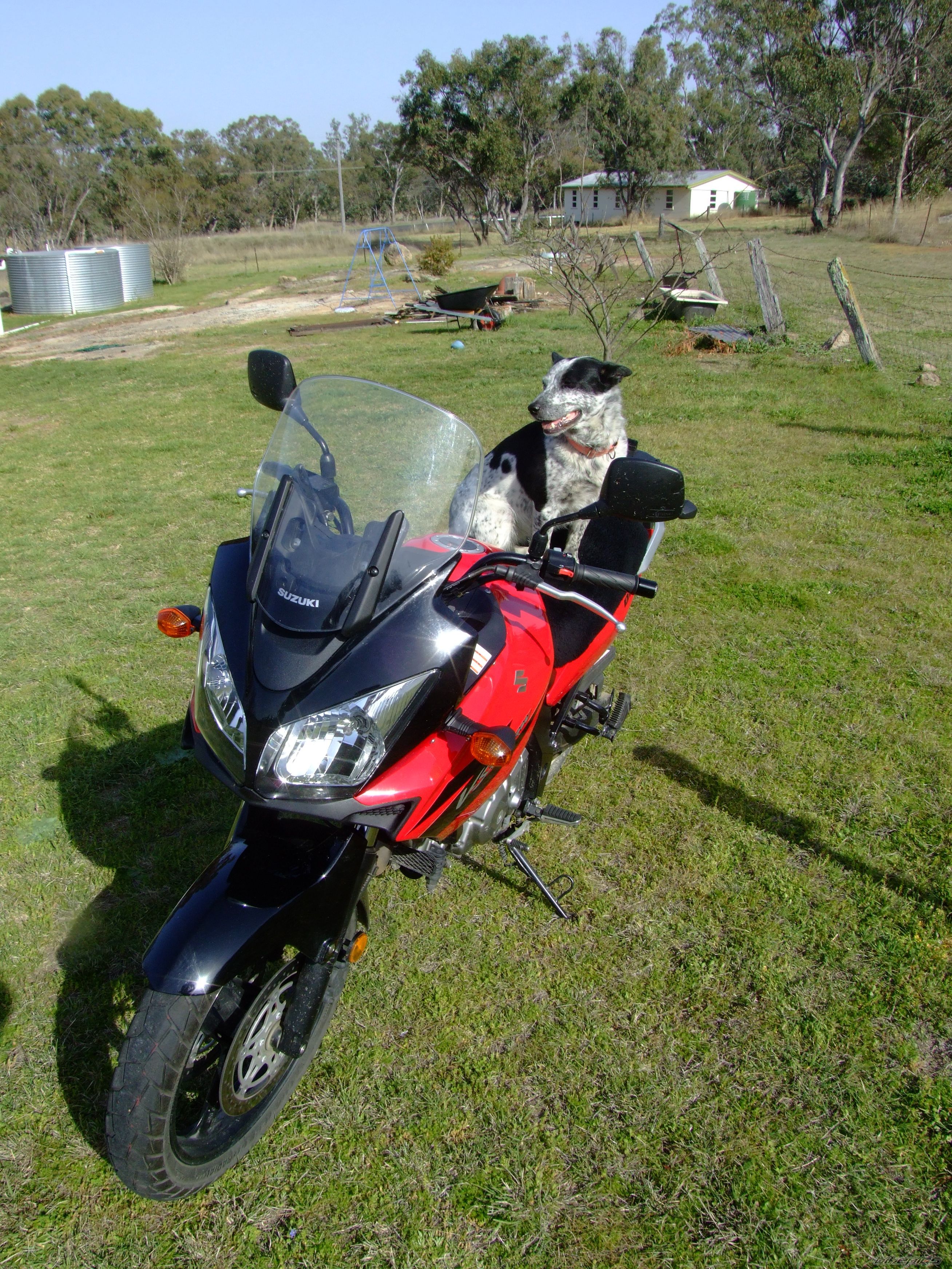 2005 SUZUKI DL 650 | Picture 685201 motorcycle photo