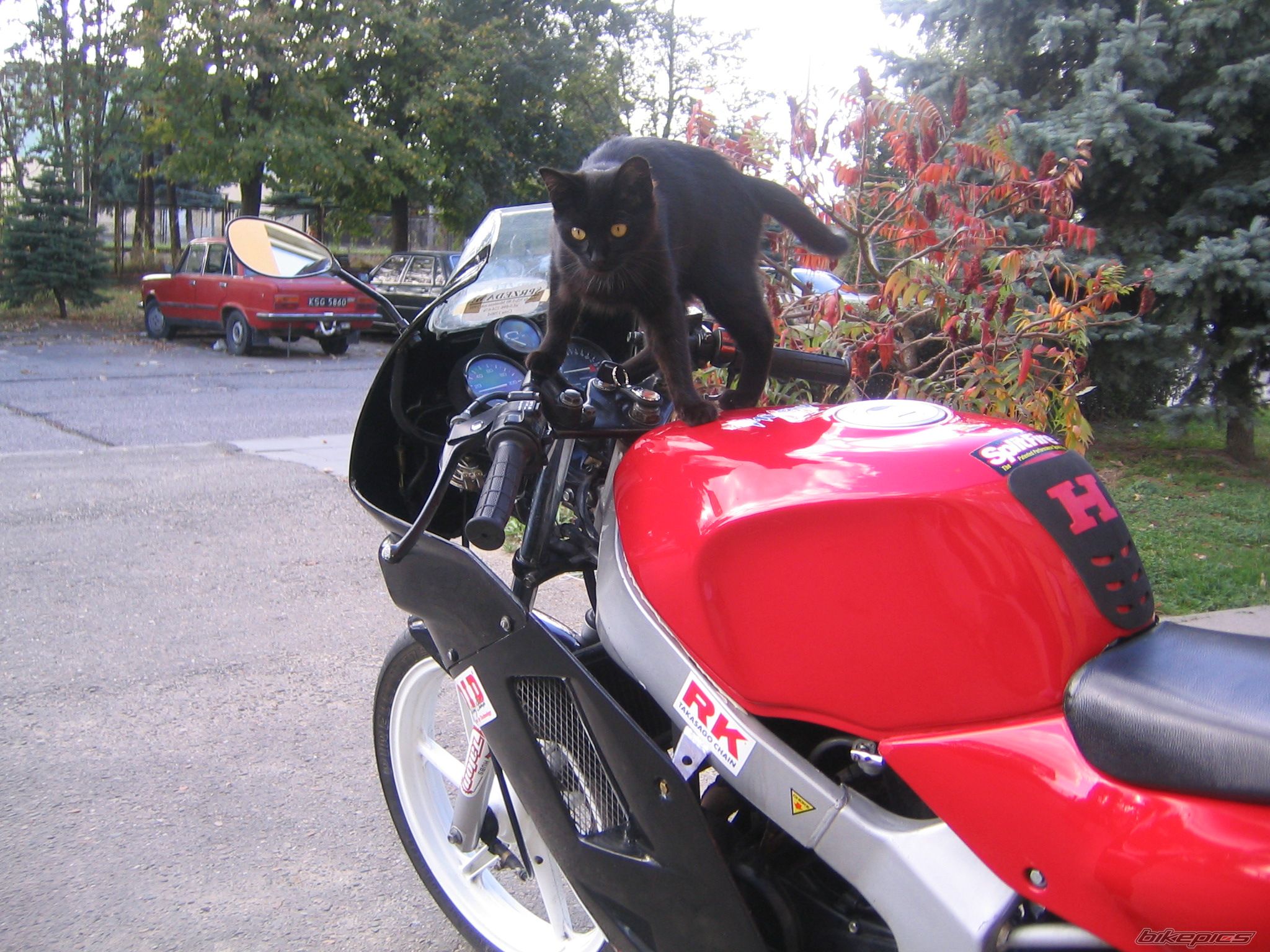 1994 HONDA NS1 80 | Picture 713698 motorcycle photo