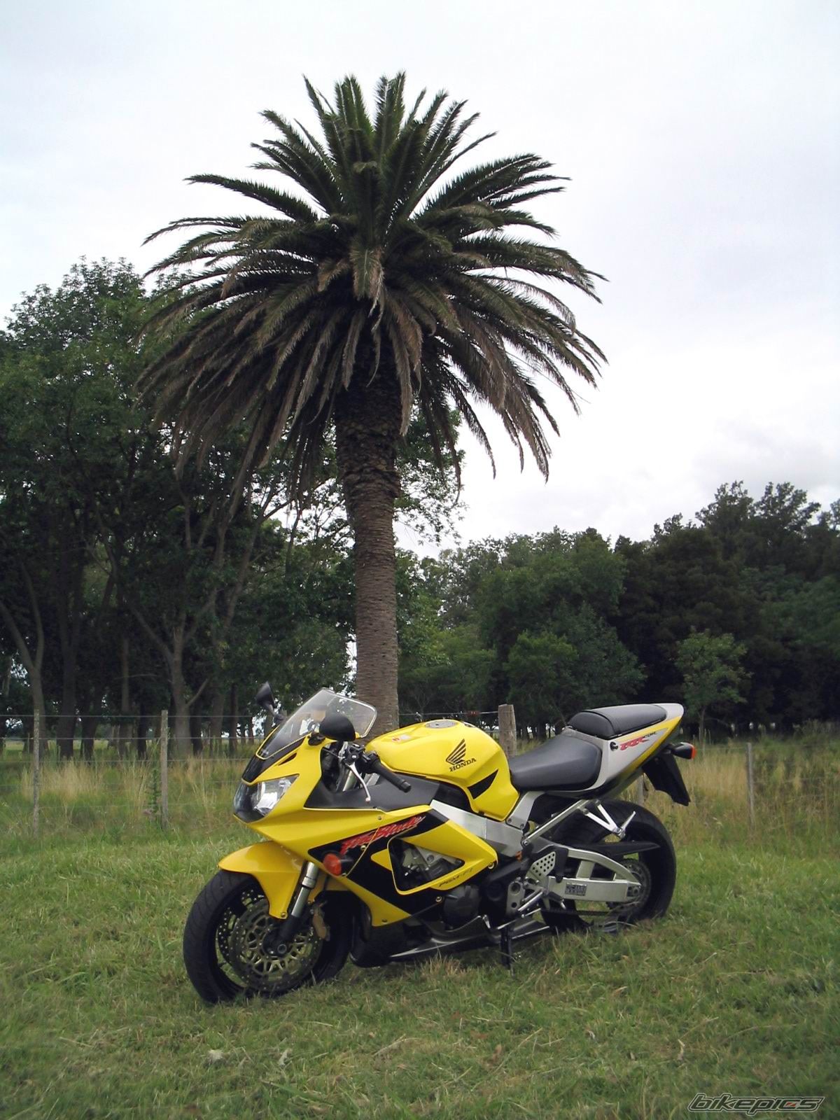 2001 HONDA CBR 900 | Picture 767186 motorcycle photo