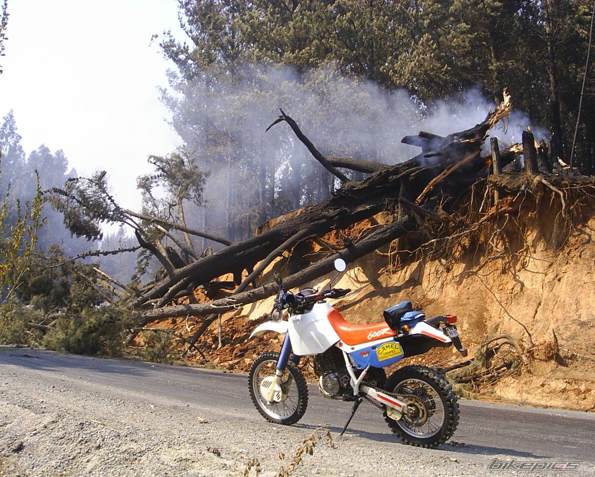 1995 HONDA XR 600 | Picture 771191 motorcycle photo