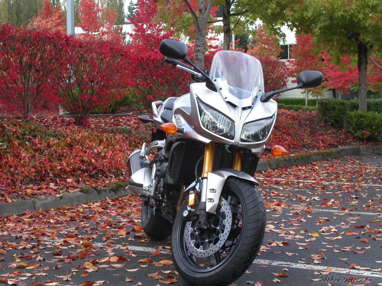 2006 YAMAHA FZ 1 | Picture 778870 motorcycle photo