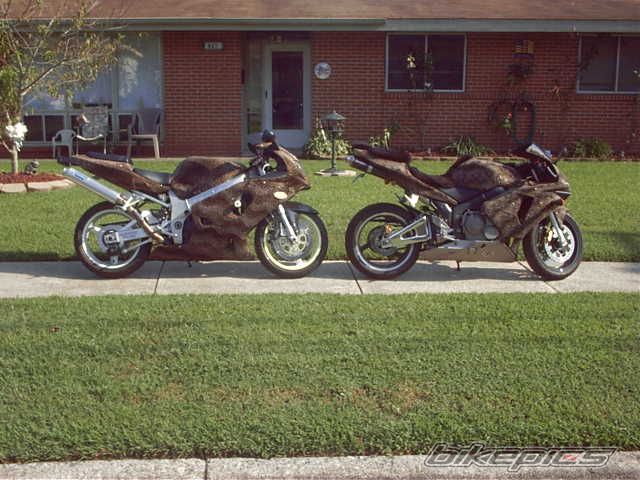 2003 HONDA CBR 600 | Picture 780458 motorcycle photo