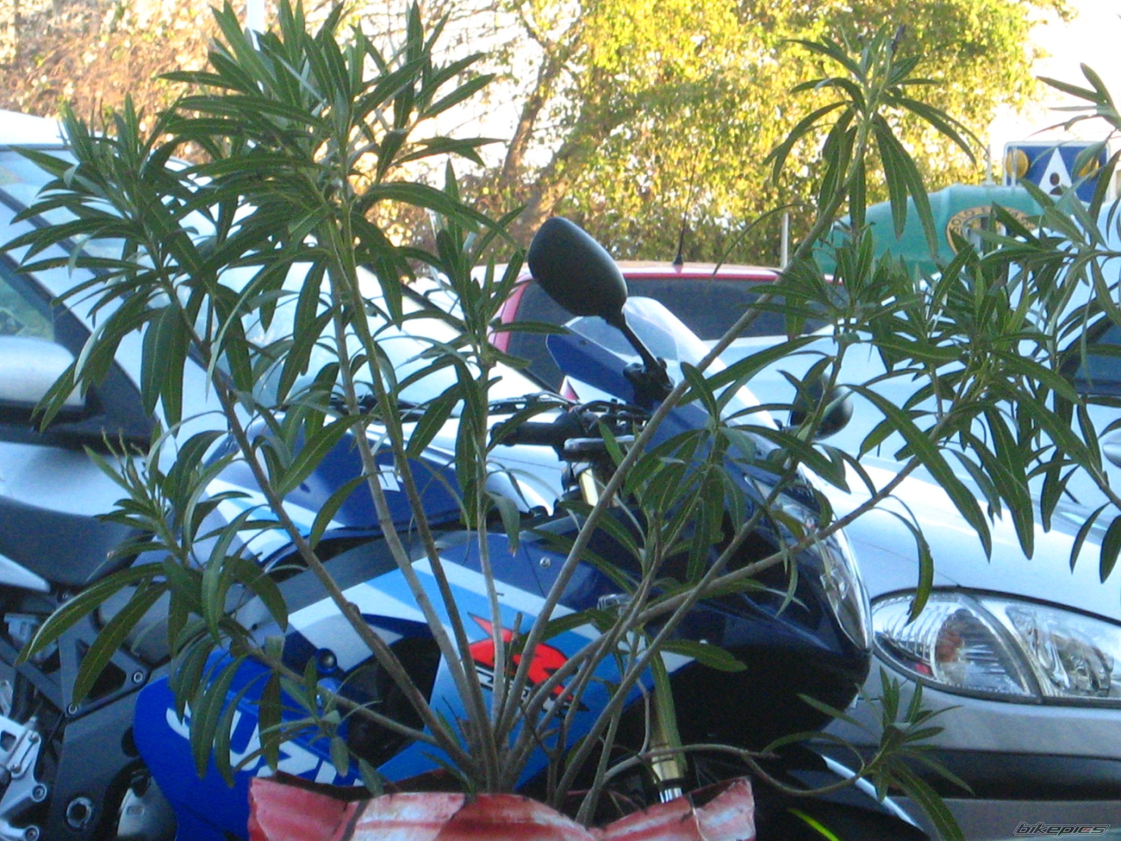    | Picture 781129 motorcycle photo