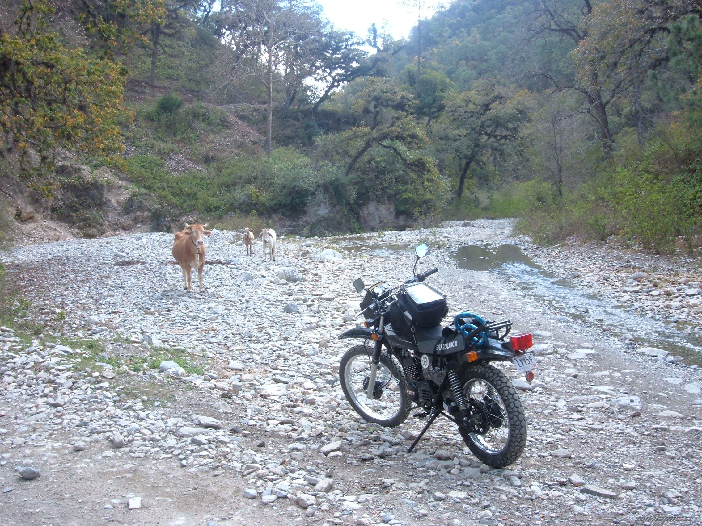 2006 SUZUKI TS 185 | Picture 799387 motorcycle photo