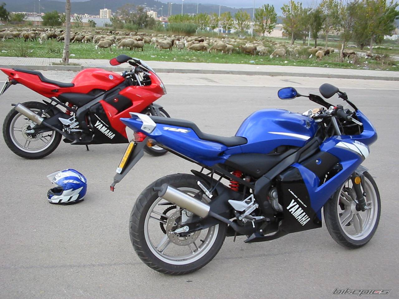 2003 YAMAHA TZR 50 | Picture 83485 motorcycle photo