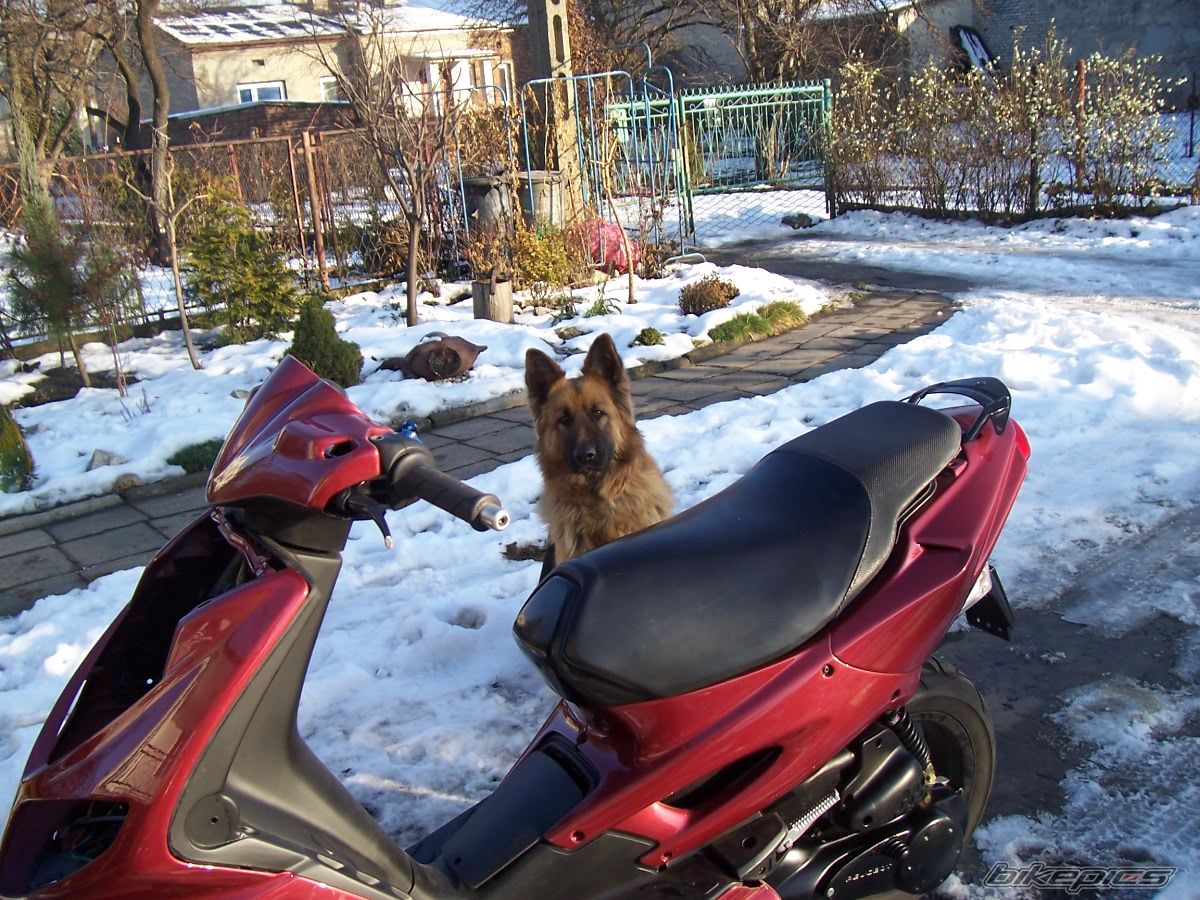 2004 PEUGEOT SPEEDFIGHT2 50 | Picture 838881 motorcycle photo
