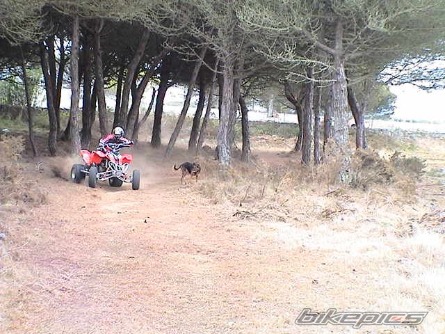 2005 POLARIS PREDATOR 500 | Picture 844947 motorcycle photo