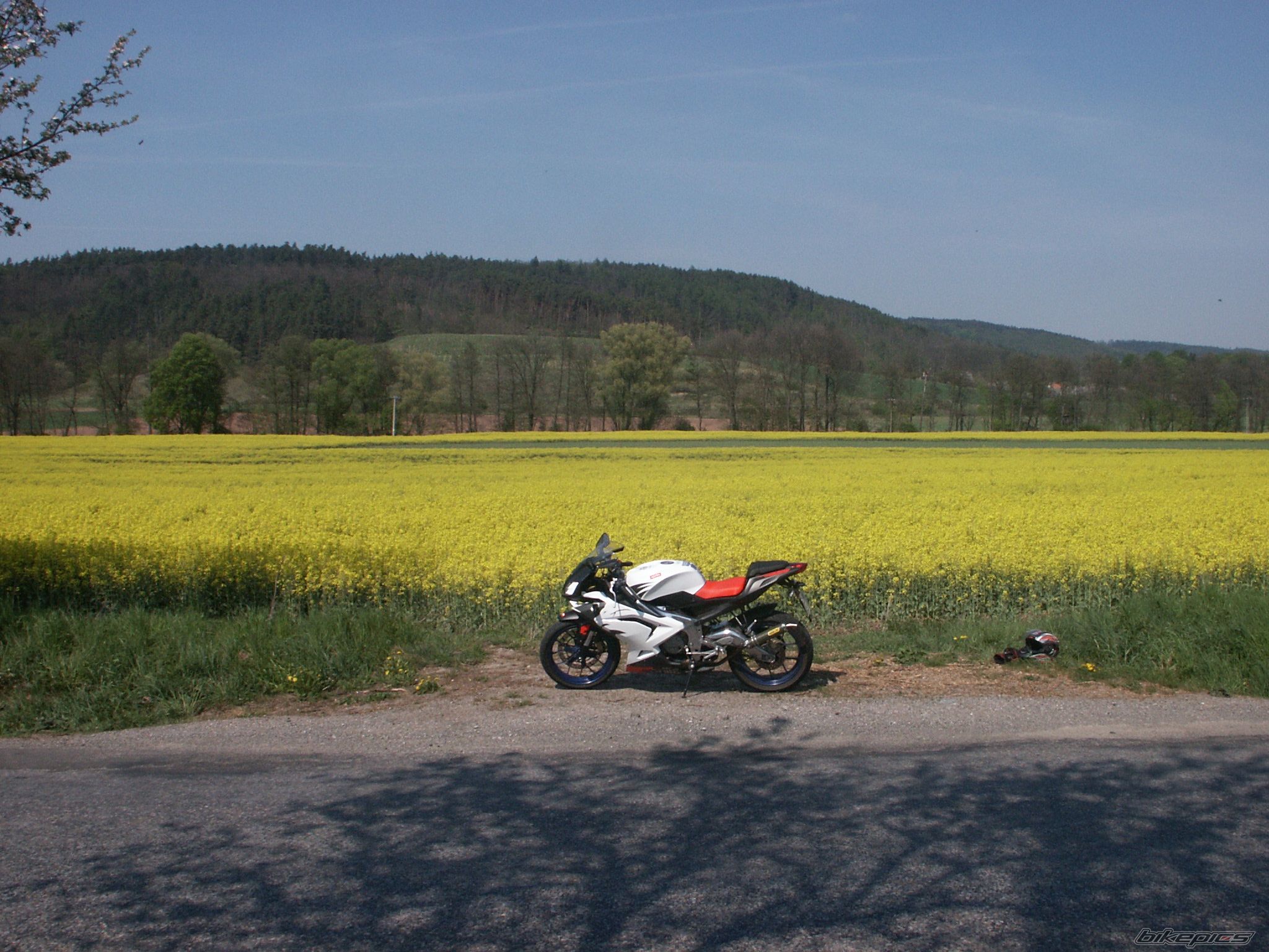 2006 APRILIA RS 125 | Picture 878132 motorcycle photo