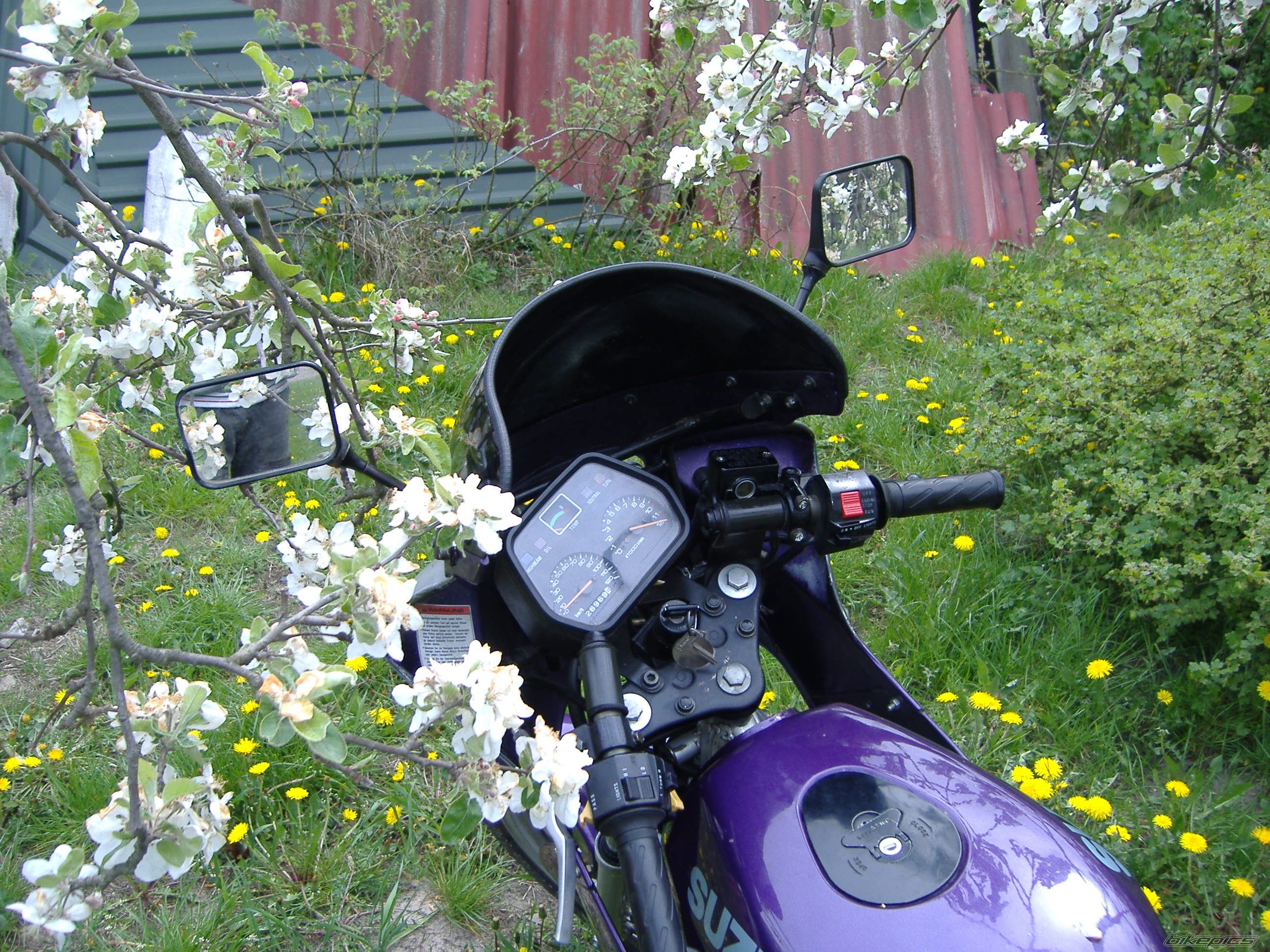 1994 SUZUKI RG 80 | Picture 887229 motorcycle photo