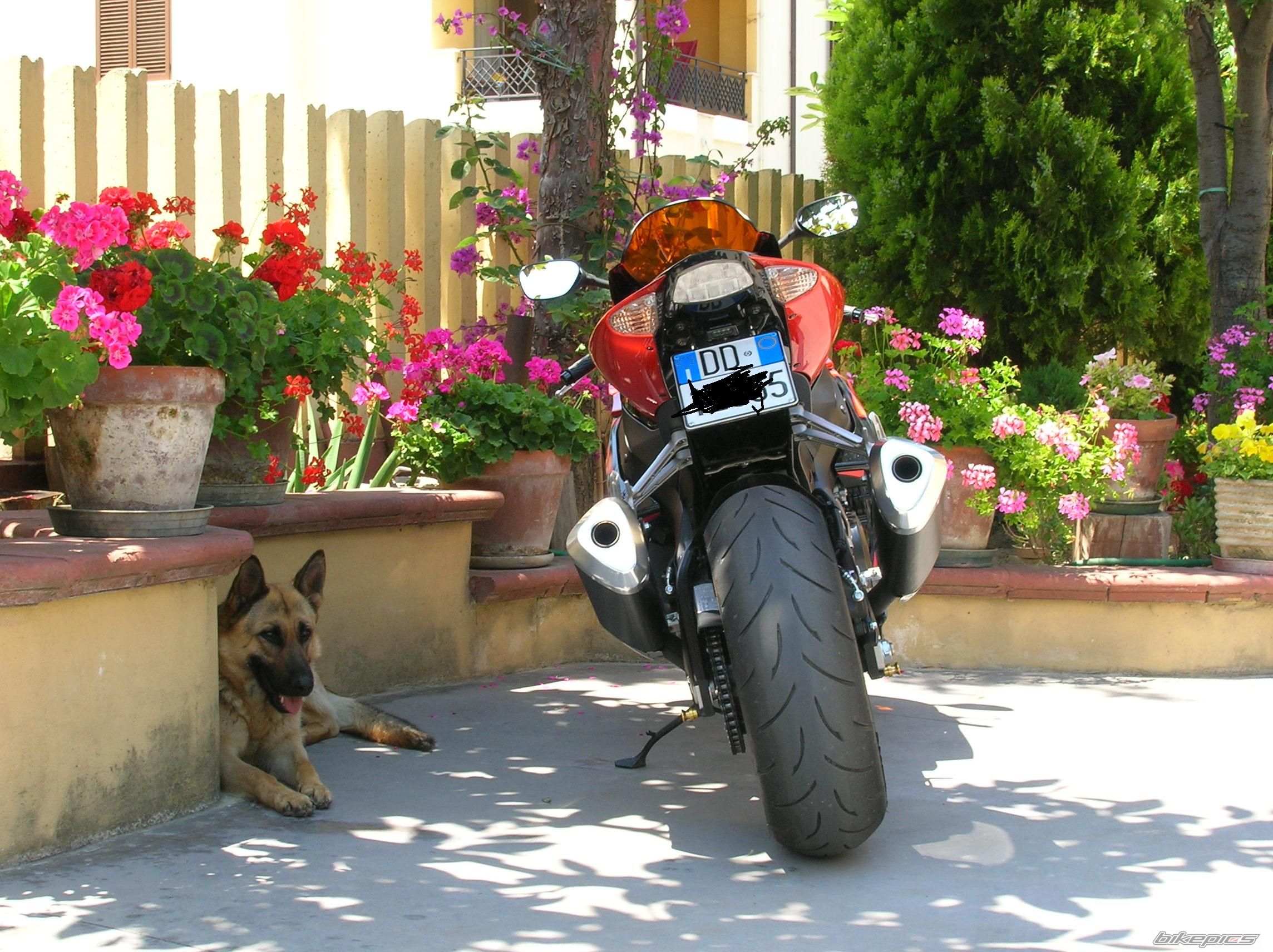 2007 SUZUKI GSX R 1000 | Picture 927427 motorcycle photo