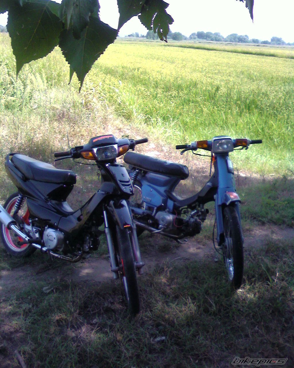 2007 HONDA GLX 50 | Picture 929513 motorcycle photo