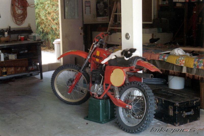 1979 MAICO ONLY MC 490 | Picture 955175 motorcycle photo