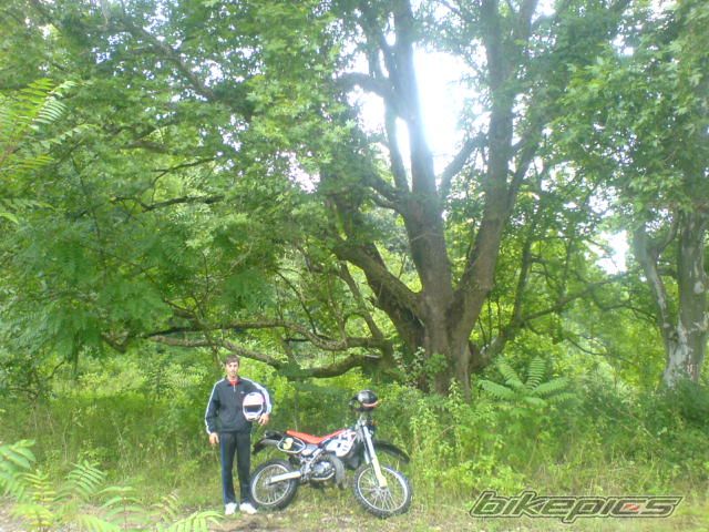 1995 APRILIA RX 50 | Picture 995543 motorcycle photo